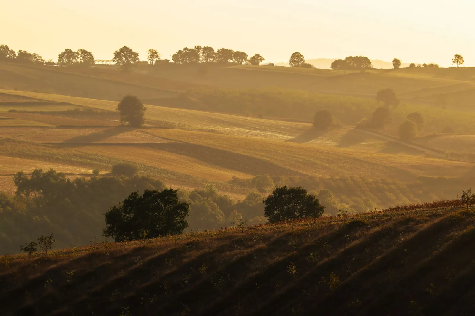 Rolling hills and scattered trees in warm evening light.